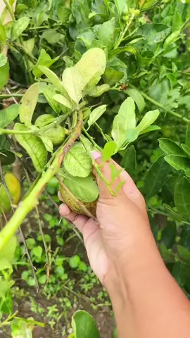 HARVESTING CITRUS!! 🍋 #farmlife #harvest #harvesting #harvesttime #farminglife #farmvlog #farming #farm #farmer #farmers #farmgirl #harvestingtime #gardening #lemon #pomelo #calamansi #fyp #viral #viralph #tiktokph #fyp #fypシ #fyppoppppppppppppppppppppppp 