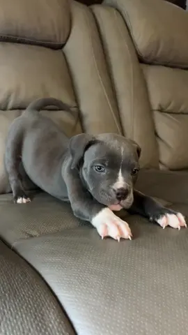 Hello im Athena, im almost 9 weeks old and the sweetest girl with shark teeth.. hey it is shark week right?!  #americanbullyofficial #americanbully #puppy #bluebully #angelface #cutepuppy #cute #headtilt #fyp 