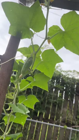 Do you know what it is?  Orobably not a watermelon like i suspect 🤣 bugs are out of control 😭 #garden #gardening #spontaneous #harvest #peppers #eggplant #pestsinthegarden #rain #keepontruckin 