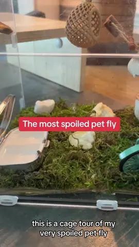 Cage tour! #housetour #PetsOfTikTok  cutest hand raised pet fly! 