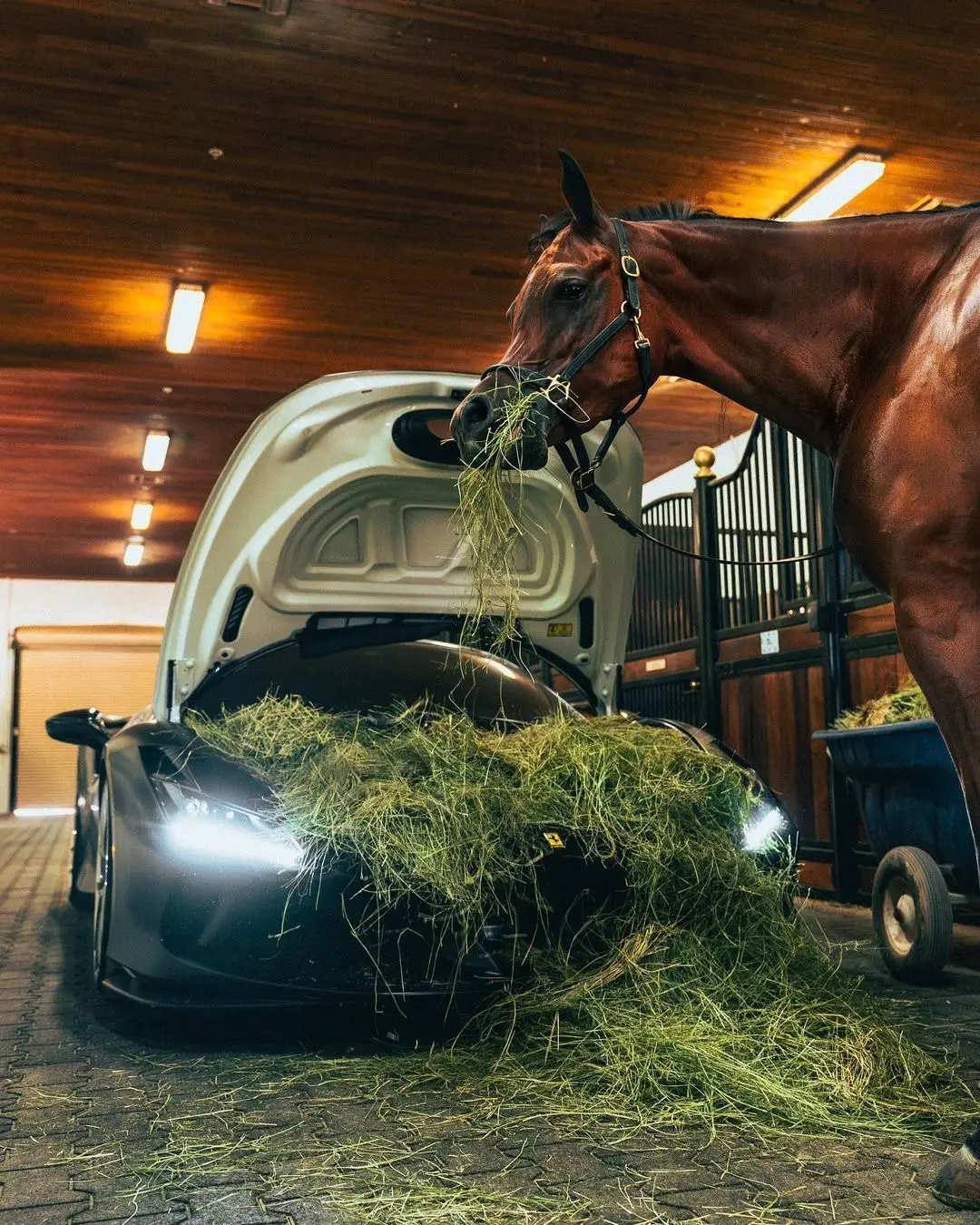 horse feeding horse 🐴 #fyp #cars #carsoftiktok #nerosgarage #viralvideo #ferrari #ferrarif1 #ferrariclub #horse #oldmoney #money cr : Marin_media on instagram