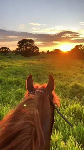 #caballos #musicallenera#atardecer 