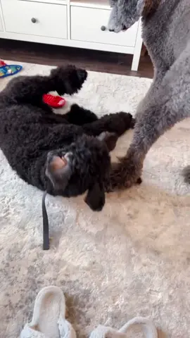 Kylo got a bestie and they are crazy 😂 two poods in a pod 🐩🐩 #poodle #poodlemom #standardpoodle 