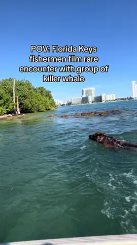 Glad that this mystery is solved now. #orchas #killerwhale #dog #germanshepherd #fyp #mystery #miami 