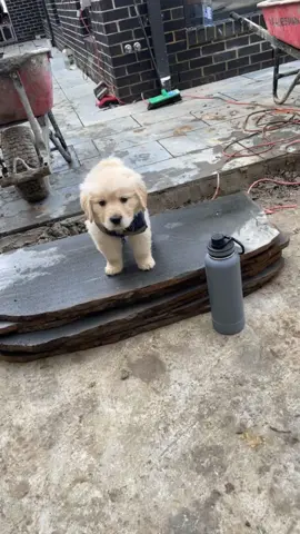 The new boy is pretty good at diggin holes.. #finn #apprentice #dog #goldenretriever #tradie #workdog #fyp #tradiesoftiktok #goldenretrieverpuppy #landscaper #puppy 