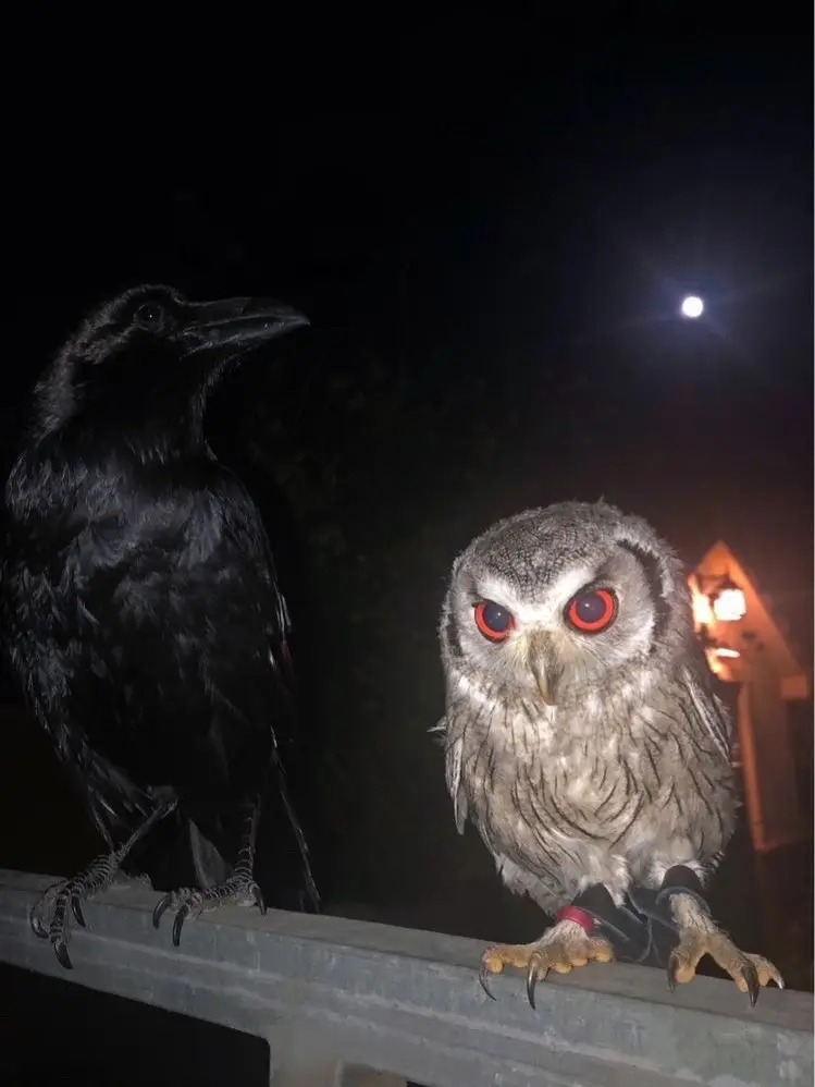 #owls #owlsarecool #owl #owlsoftiktok #creepytiktok