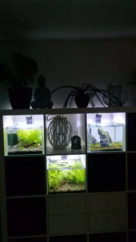 Aquarium Kallax shelf 😍🙌🏼 #aquarium #nanotank #plantedtank #kallaxhacks #kallaxaquarium #nanoaquaristik #shrimptank 