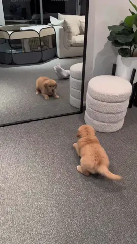 Not too sure about this other guy i found in my new home #goldenretriever #goldenretrieverpuppy #goldenretrievers #goldenpuppy #goldenretrievergoldcoast #dogsoftiktok  #goldensoftiktok #goldenhour #retrieveroftheday #puppiesoftiktok #dogtok #pettok #PetsOfTikTok #goldenretrieversaustralia #puppy #golden #dog #Love #puppylove  #tiktok #fyp #foryoupage #viral #trending 
