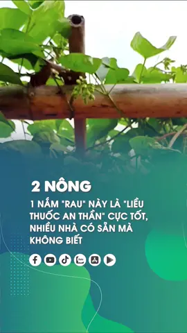 Ngoài ăn ngon ra, thì hoa thiên lý cũng có nhiều công dụng tốt! #2nong #xuhuong #tintuc