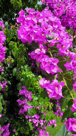 Beautiful Flowers Nature  #shortstiktok #beautiful #flower #nature #flowers #bonitaflor #flores #naturelove #Love #garden #jardin #naturephotography #enchanting #captivatingbeauty #beautyinsimplicity #videoshort #amor #flowerphotography #flowerpower #beautifulmoments #spring #naturesounds #relaxingnaturesounds #relax #relaxsound
