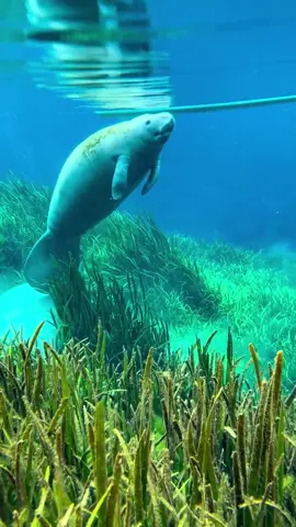 #dugong  #diving #ocean #manatee #nature #marinelife #malaysiaairlines #underwater #underwaterphotography #wildlife #thailand #gomh #travel #airbusa380 #animals #scubadiving #aviationlovers #egypt #marinemammals #marsaalam #sealife #instaplanes #sea #beautiful #iucn #marinebiology #redsea #sharks #underwaterworld #seacow #philippines