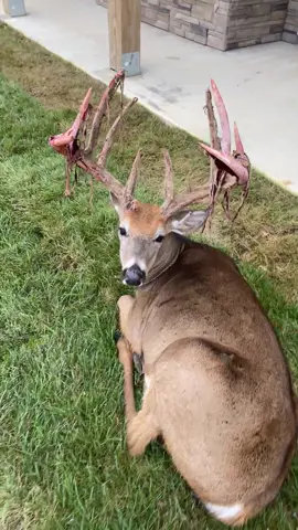 Sleeping giant #whitetaildeer #whitetail #deer #velvet #loosingvelvet #shedding #whitetailbuck #buck #pet #sleeping #sleep #wakingasleepinggiant #foryou #foryoupage #foryoupageofficiall #foryourpage #fyp #fup #fy #america #inasmalltown #smalltown #country #lookup #petting #wild 