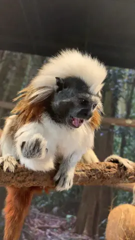 The cotton-top tamarin is a small New World monkey weighing less than 0.5 kg. This New World monkey can live up to 24 years, but most of them die by 13 years. One of the smallest primates, the cotton-top tamarin is easily recognized by the long, white sagittal crest extending from its forehead to its shoulders.  - - - - - - #awesome #interesting #funfacts #themoreyouknow #learningeveryday #wednesday #zooanimals #animallovers #babyanimals #cute