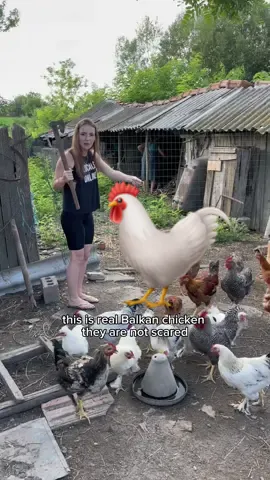 Balkan chicken 🐔 
