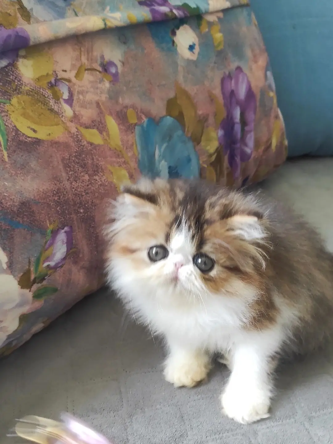 Exotic longhair (Persian) boy  😘😘🙏 #pet #catlovers #catoftheday #catoftheworld #catstagram #instacat #cutecat #cutecatcrew #ilovemycat #exoticshorthair #exoticpersian #exoticshorthaircat #adorablecats #fatcat #persian #fatcatsofinstagram #cat #exoticshorthairlove #cutecats #kittens #tabbycatsofinstagram #catsofsussex #sweetcatclub #babyexotic #sweetkittens #kitty #mycattery #catterycat