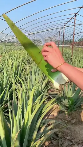 OMG 💆🏻‍♀️😱  !! Asphodelaceae #Asphodelaceae #asmr #fruit #fyp #foryou #fypシ #fy