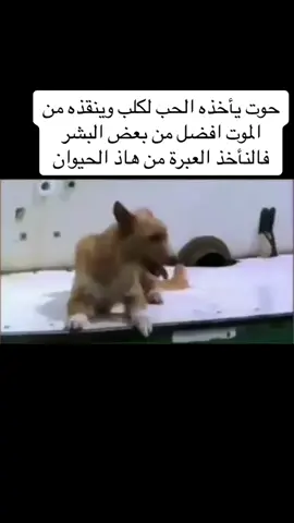 حوت يأخذه الحب لكلب وينقذه من الموت افضل من بعض البشر 