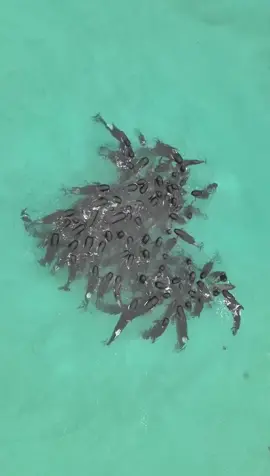 Officials are baffled by the remarkable behaviour of a large pod of pilot whales that grouped together in a heart shape before stranding themselves on a remote Western Australian beach. Drone footage captured the moment the pod of almost 100 long-finned pilot whales moved tightly together before stranding themselves at Cheynes beach about 60km east of Albany on Tuesday evening. By Wednesday morning, more than 50 whales lay dead on the shore, with volunteers, government workers and scientists fighting to save 46 more. 💔 #PilotWhales #Whales