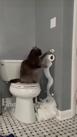 Cats are so sweet 👀 #cats #animals  #catsoftiktok #foryou #funnyanimals 