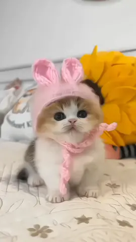 cute!... ꪔ̤̥ ✦ ࣪ ˖ 【ѕι ℓσ υѕαѕ ¢σмєитα “ρg” ! 🌸】𖥔 ࣪˖ ⋆𓂃 ִ⌕ #fancam #vc #xyzbca #i4luvss #fpy #viral #fan4vss #cute #animals #cat @TikTok 