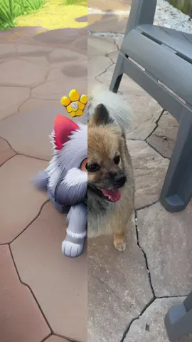 🦊