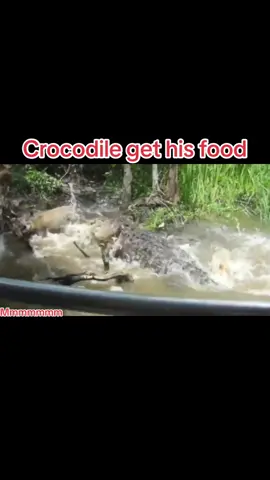 #trend #tiktok #crocodile#pig#tiktok #wildanimal #fight#hunter#viral #smart 