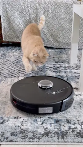 My new baby Bob PetHair SLAM from @bObsweep  #BobPetHairSLAM #bObsweep #robotvacuum 