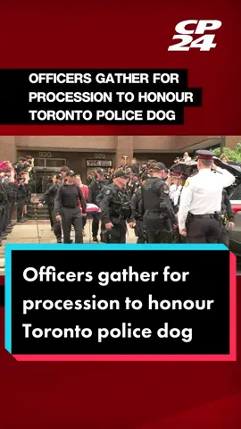 Dozens of officers gathered downtown on Thursday morning for a procession to honour a Toronto police dog.  The dog’s handler, Sgt. Brandon Smith, and his family were joined by members of the Emergency Task Force, the Motor Squad, and Toronto Dog Services for a procession for Bingo, a two-year-old German Shepherd.  For more, tap the link in @cp24breakingnews bio.  #cp24 #cp24news #torontopolice #policedog #tps #toronto #torontodogs