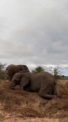 Pisa shows us how to get really comfortable on a day of relaxing in the mud 🐘 #elephants #elephantsoftiktok #elephant #fyp 