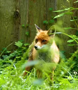 Mein bisher größter YOUTUBE-FILM ist endlich da! 🏝️🦅🌞Auf der „Isle of Wight“ im Süden Englands, habe ich mich insgesamt 2 Wochen lang auf die Suche nach der Wahrheit über das Artensterben und die verschwindende Biodiversität auf unserem Planeten gemacht.  Im Vordergrund stand für mich dabei die Frage, ob die Umwelt in einem von Menschen stark besiedelten Gebiet, wirklich so artenarm und trostlos ist, wie uns die Medien immer wieder weismachen wollen.  Tatsächlich fehlen viele der ursprünglich in England beheimateten Arten aus verschiedensten Gründen auf einem von oben bis unten besiedelten Eiland, wie der Isle of Wight. Das war auch so zu erwarten, denn manche ökologische Nischen sind nur noch in Fragmenten vorhanden und Zone die zu 100 Prozent frei von menschlichen Einflüssen sind, gibt es auf der Isle of Wight, meiner Einschätzung nach, generell nicht mehr. Die große Überraschung ist jedoch, dass der Verlust zahlreicher heimischer Arten, durch die Zuwanderung neuer Arten ausgeglichen wird, die offenbar besser mit der Omnipräsenz des Menschen zurecht kommen. Wie das dann in der Praxis aussehen kann, zeige ich euch in diesem Video anhand der 20 Haupt-Spezies die ich während meiner beiden Expeditionen im Mai und Juni ausfindig machen konnte. Ganz nebenbei werfen wir aber noch auf über 100 weitere Tier- und Pflanzenarten einen Blick, die ich ebenso antraf. Ich lade euch dazu ein, mit mir eine neue Art der Natur zu entdecken, die Natur 2.0 bzw. die vom Menschen geprägte Natur des Antropozäns! Auch die „unperfekte“ Natur ist schön und wir sollten eigentlich froh sein, dass es überhaupt noch Tiere und Pflanzen gibt, die es mit uns Menschen aushalten!  #naturdokumentation #biodiversität #artensterben #naturschutz #isleofwight #umwelt #umweltschutz #umweltdoku #england #inselnatur #gefährdetetiere #gefährdetepflanzen #artenschutz #neophyten #biologischeinvasion #tiere #tierfilm #tierdoku #tierdokumentation #antropozän #englandreisen #birdwatching #wildblumen #invasivespecies #invasivearten #fuchs #rotfuchs #foxes