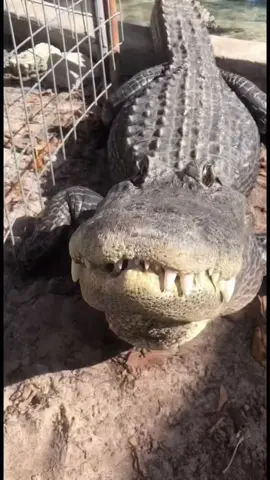 This crocodile is so cute #funnyanimals #petlover #crocodile #animalslovers 