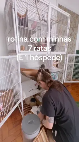 E ai, imaginavam que era assim? ♥️ #fy #ratsoftiktok #ratsarepetstoo #cute 