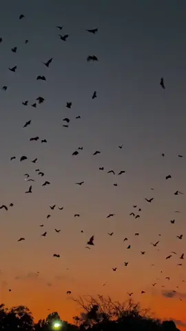 Diceritakan dalam legenda bugis bahwa Kalelawar/kalong yang mendiami kota soppeng merupakan hasil perjanjian kalelawar dengan raja soppeng La temmamala melalui kemampuan putrinya yang mampu memahami bahasa hewan🦇 #lagubugis #soppeng #ininnawasabbarae #viral #kalelawar #senja #kotakalong #bugis #Latemmamala #ceritarakyat 