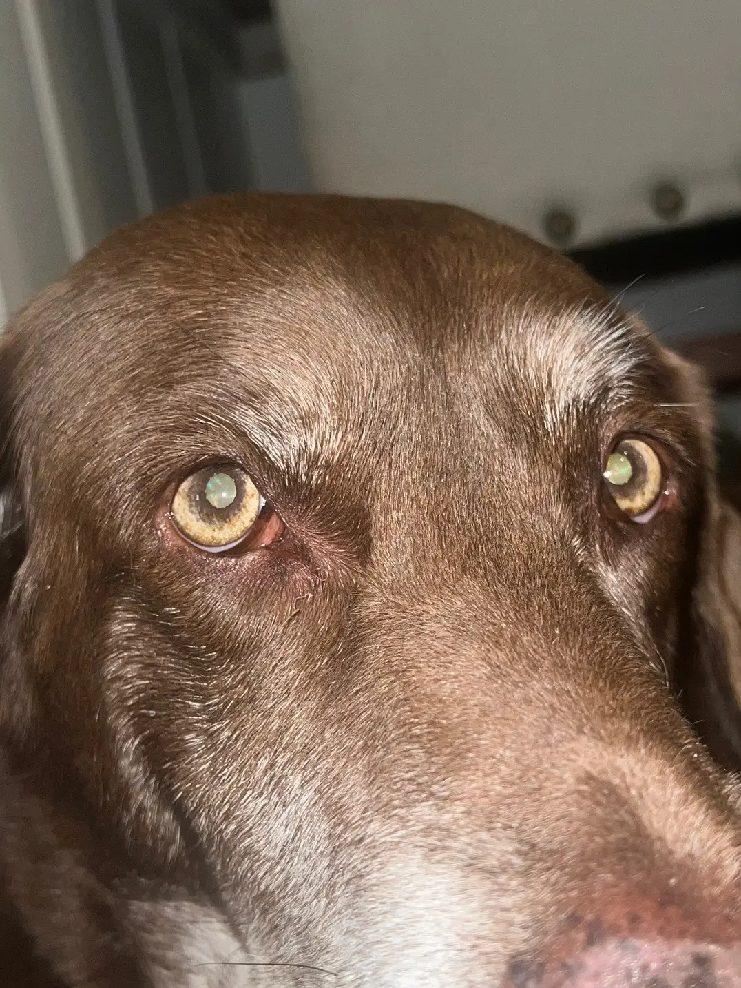 Schlawg got some majestic eyes #fyp #fypシ #dog #dogsoftiktok #labrador #eyes 