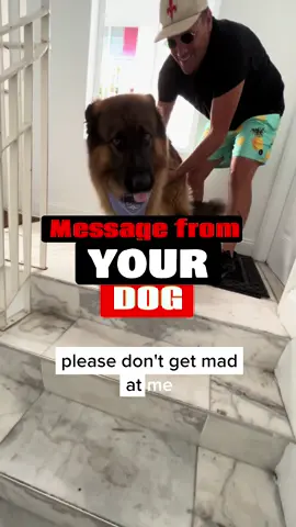 #germanshepherd #dog #dogsoftiktok #puppy 