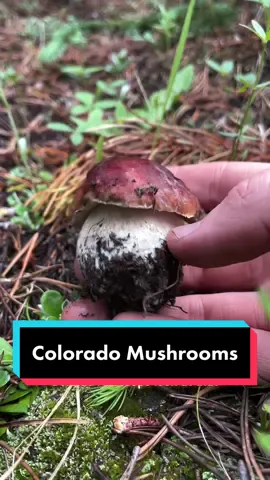 Quick guide to Colorado mushrooms! . . . #mushroomidentification #mushroomedu #mycotok #foraging #colorado #wildmushrooms 