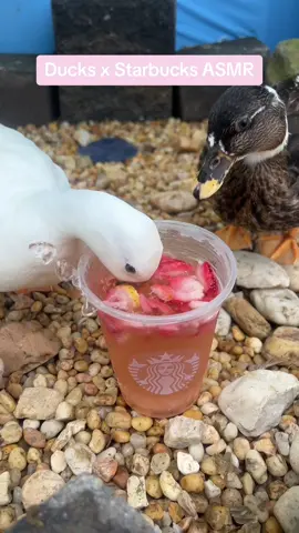 Munchkin, Toast,  & Donut shared a cup of strawberry ice water from Starbucks! They loved it 🍓🦆 #DunkinDucks #ASMR #PetDucks #Starbucks #IceWater #FarmAnimals 