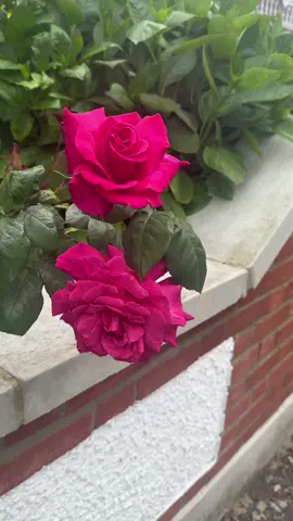 #miraclebaby333🦋 #گوجرانوالہ_ساڈا_شہر_اے #flowers 
