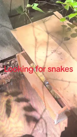 Looking for snakes in a piece of furniture!  #snake #fyp 