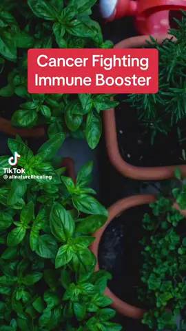 today we're going to talk about the health benefits of anamu. 
