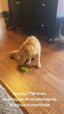 Bug toy FTW #cats #catstagram #catsofinstagram #cattoys #catsoftiktok 