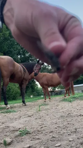 I still haven’t gotten her to lay down on cue yet. The horseflies are annoying but not the excuse. #horse #horsesoftiktok #baymare #farmlife 