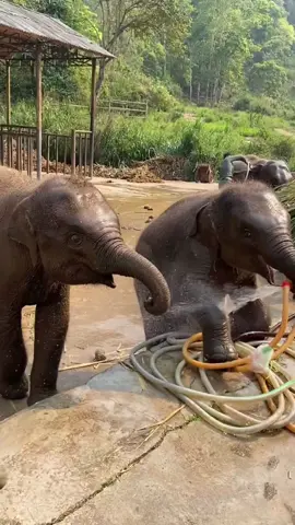 Two elephants will grab anything.#tiktok #elephants #animals #fyp 