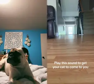 #duet with @Nala & Millie #nalaandmillie 