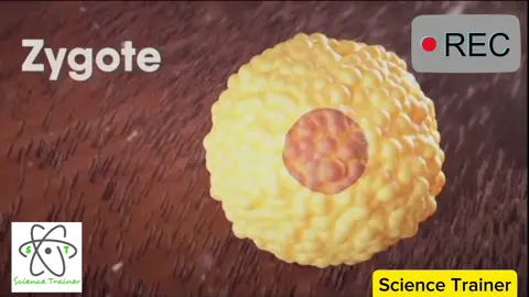การฝังตัวของเอมบริโอ (Embryo implantation) #tiktokuni #study #biology #medical #ติววิทย์ครูมิ้วท์ #ติววิทย์ #SciTrainer 