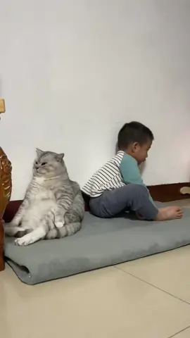 Ada-ada aja kelakuannya 😑 #anabul #anabulgembul #kucinglucu #kucing #kucingtiktok #anabulkesayangan 