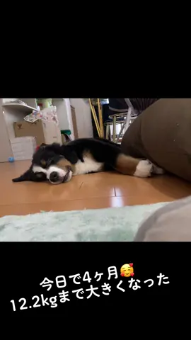 #バーニーズマウンテンドッグ #大型犬 #子犬 #パピー #4ヶ月#寝顔 #白目 #おやすみ 