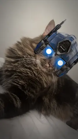 #catskftiktok #cats #enjoy #foryou #mycats #catvideo #kitty #octimusprime #catfilter 