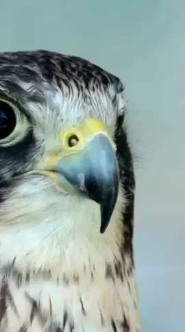 Kecepatannya Melebihi F1 | Peregrine Falcon #fakta #unik #hewan #duniahewan #hewanunik 
