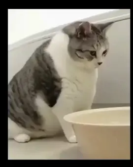 Kucing lucu dubbing kocak ngakak #pencintakucing #kucinggemoy #kucingtiktok #kucinglucu 